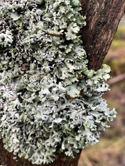 Hypogymnia physodes