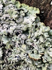 Hypogymnia physodes