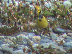 Spinus barbatus