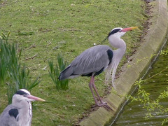 Ardea cinerea