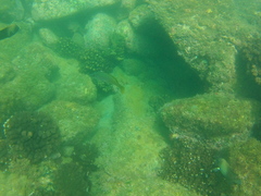 Lutjanus argentiventris
