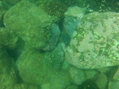 Microspathodon bairdii