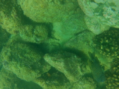 Microspathodon bairdii