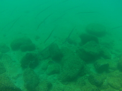 Fistularia commersonii