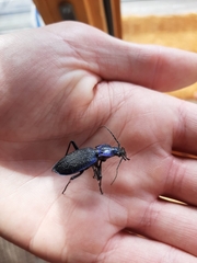 Carabus intricatus