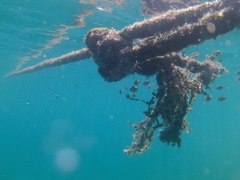 Abudefduf troschelii