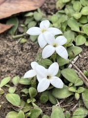 Houstonia procumbens