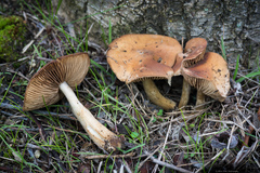 Conocybe aporos