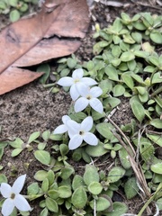 Houstonia procumbens