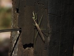 Coptopteryx gayi