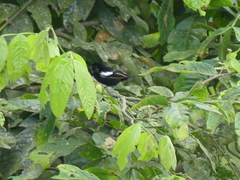 Loriotus luctuosus