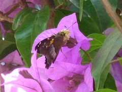 Aguna asander asander