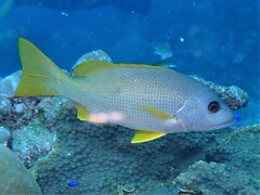 Lutjanus monostigma