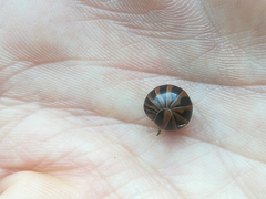 Glomeris transalpina