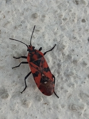 Spilostethus pandurus