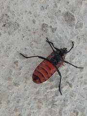 Spilostethus pandurus