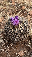 Echinofossulocactus dichroacanthus