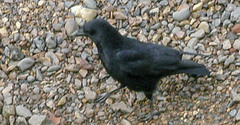 Corvus corone