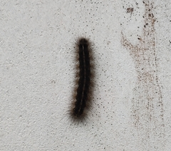 Creatonotos