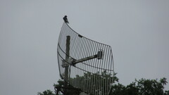 Tachycineta leucopyga