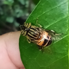 Eristalinus