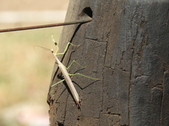 Coptopteryx gayi