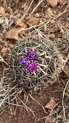 Echinofossulocactus dichroacanthus