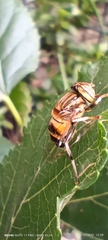 Eristalinus