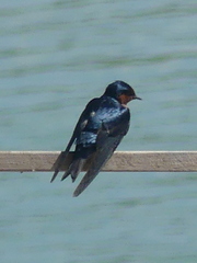 Hirundo