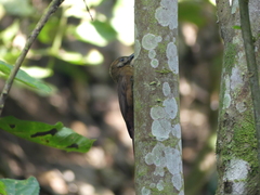 Dendrocincla fuliginosa