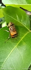 Eristalinus