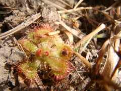 Drosera