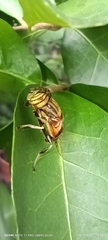 Eristalinus