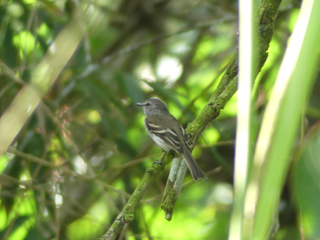 Tumbesian Tyrannulet