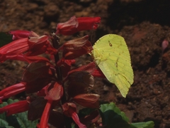Phoebis neocypris