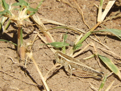 Dichroplus pratensis