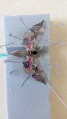Smerinthus ocellata