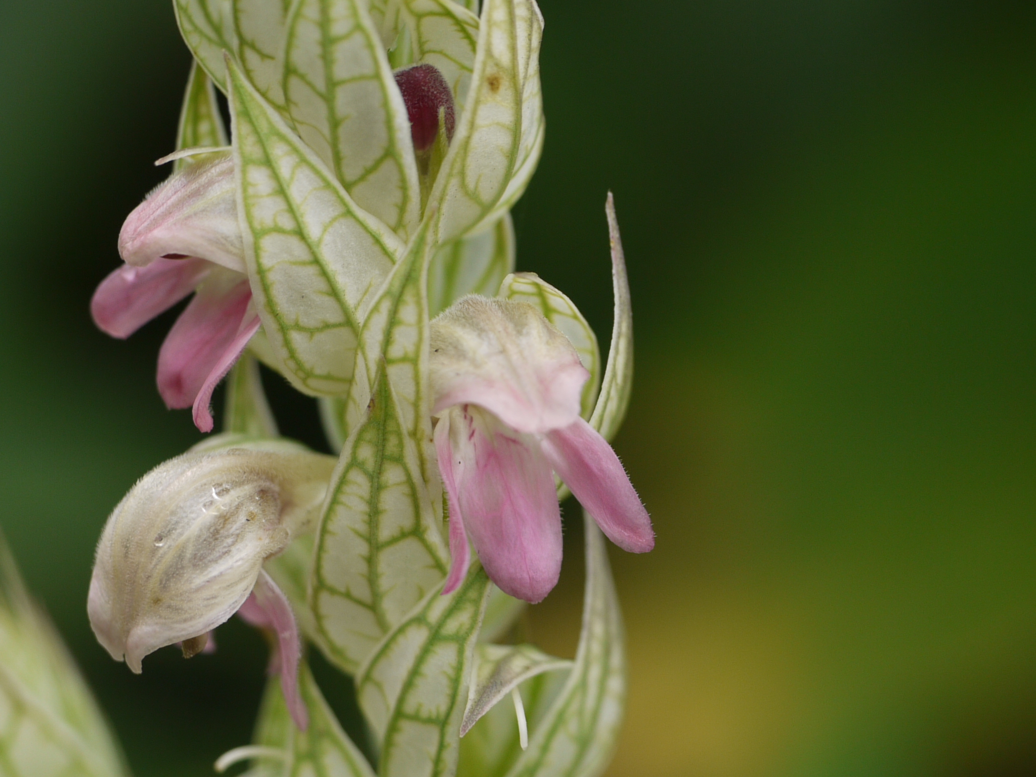 Nicoteba betonica (L.) Lindau