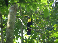 Ramphastos brevis