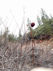 Cephalanthus occidentalis
