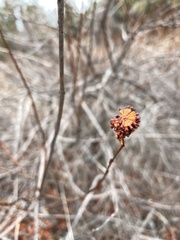 Cephalanthus occidentalis