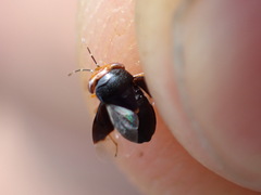 Geocoris erythrocephalus