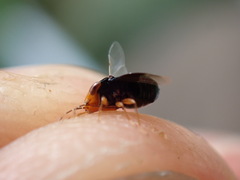Geocoris erythrocephalus