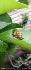 Eristalinus