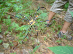 Nephila pilipes