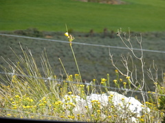 Bobartia longicyma