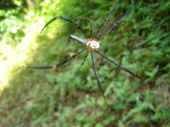 Nephila pilipes