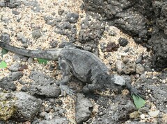 Amblyrhynchus cristatus hassi