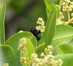 Xylocopa darwini