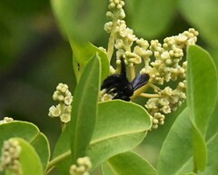 Xylocopa darwini